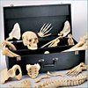 Denoyer-Geppert Model Case, Case for Disarticulated Skeleton SC63